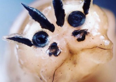 Tipulidae Larva